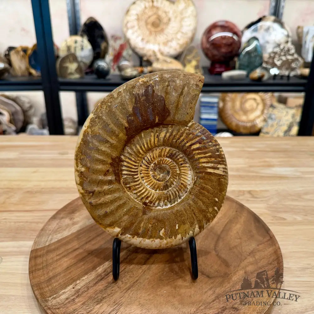 Jurassic Ammonite Fossil 7.63’’ - Fossil Specimen