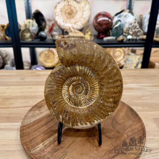 Jurassic Ammonite Fossil 7.63’’ - Fossil Specimen