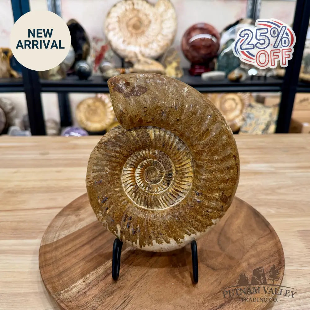 Jurassic Ammonite Fossil 7.63’’ - Fossil Specimen