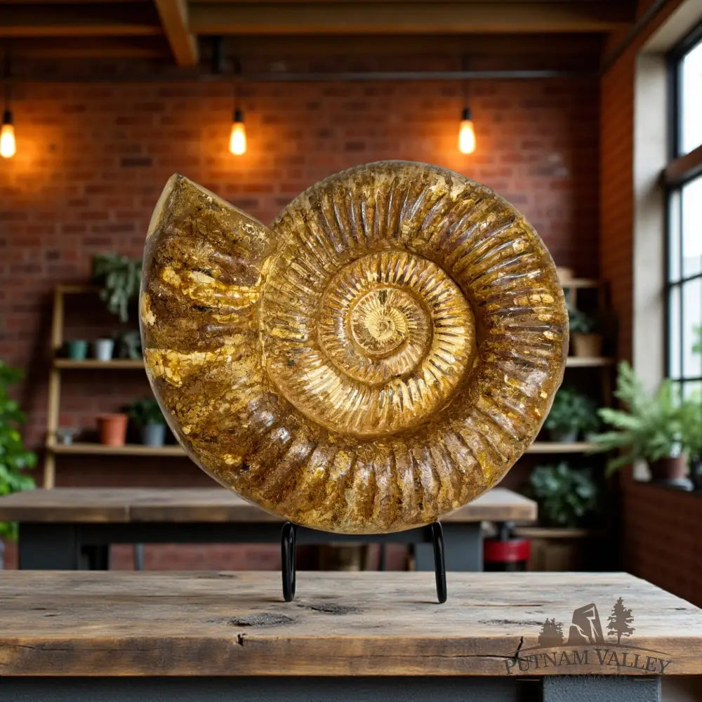 Jurassic Ammonite Fossil Fossil Specimen