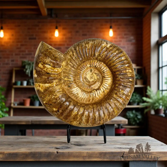 Jurassic Ammonite Fossil Fossil Specimen