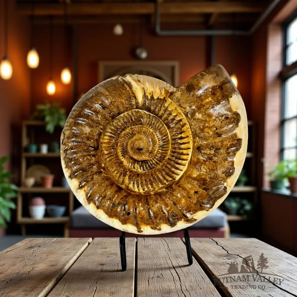 Jurassic Ammonite Fossil Fossil Specimen