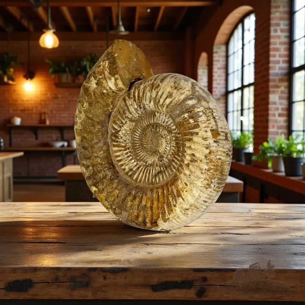 Jurassic Ammonite Fossil Fossil Specimen