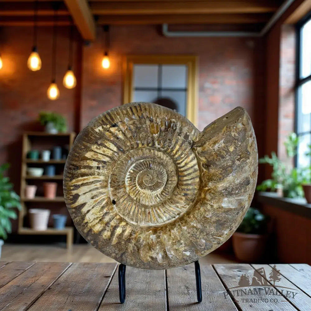Jurassic Ammonite Fossil Fossil Specimen