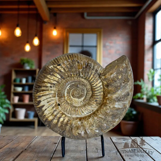 Jurassic Ammonite Fossil Fossil Specimen