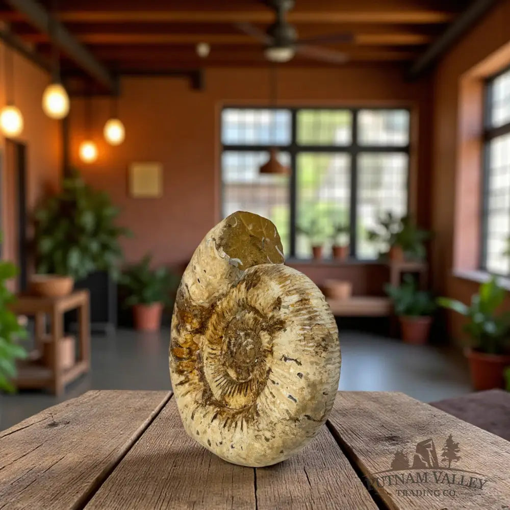 Jurassic Ammonite Fossil Fossil Specimen