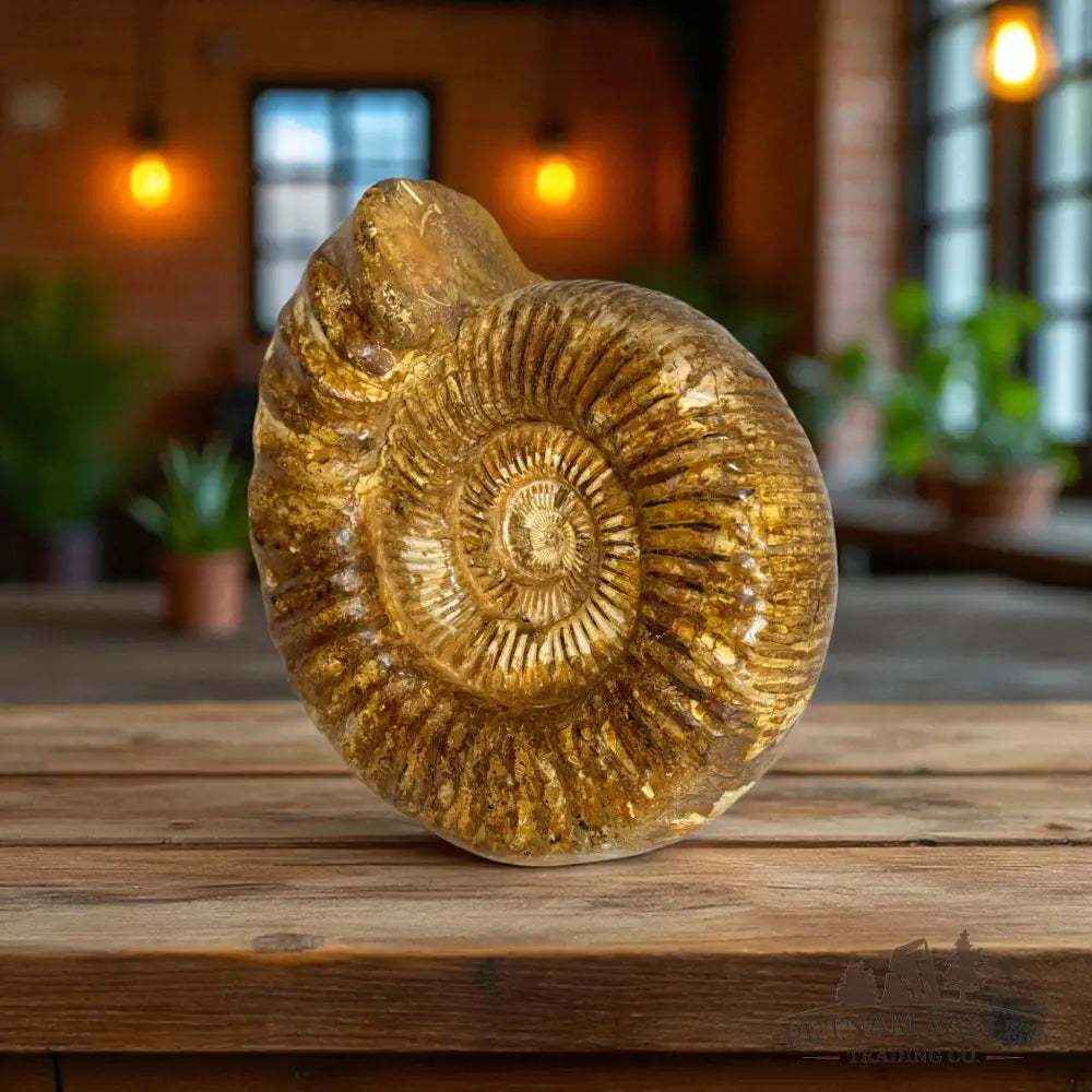 Jurassic Ammonite Fossil Fossil Specimen