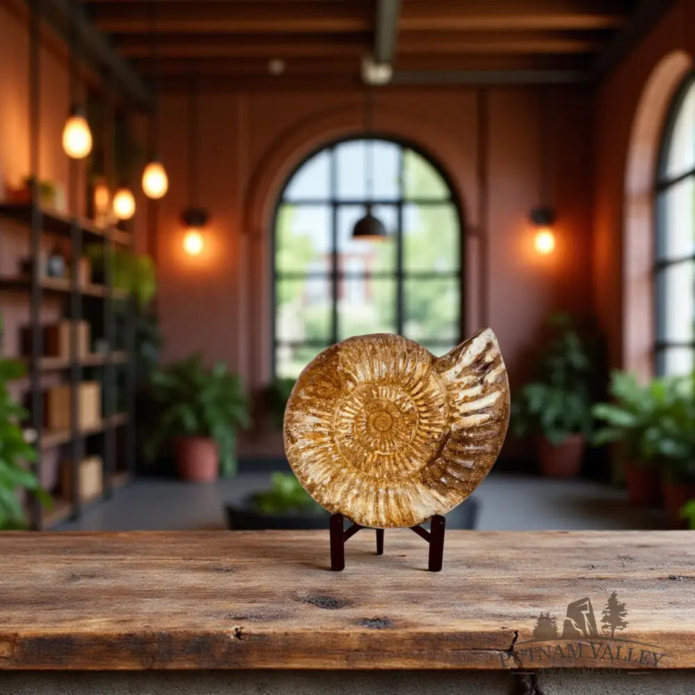 Jurassic Ammonite Fossil Fossil Specimen