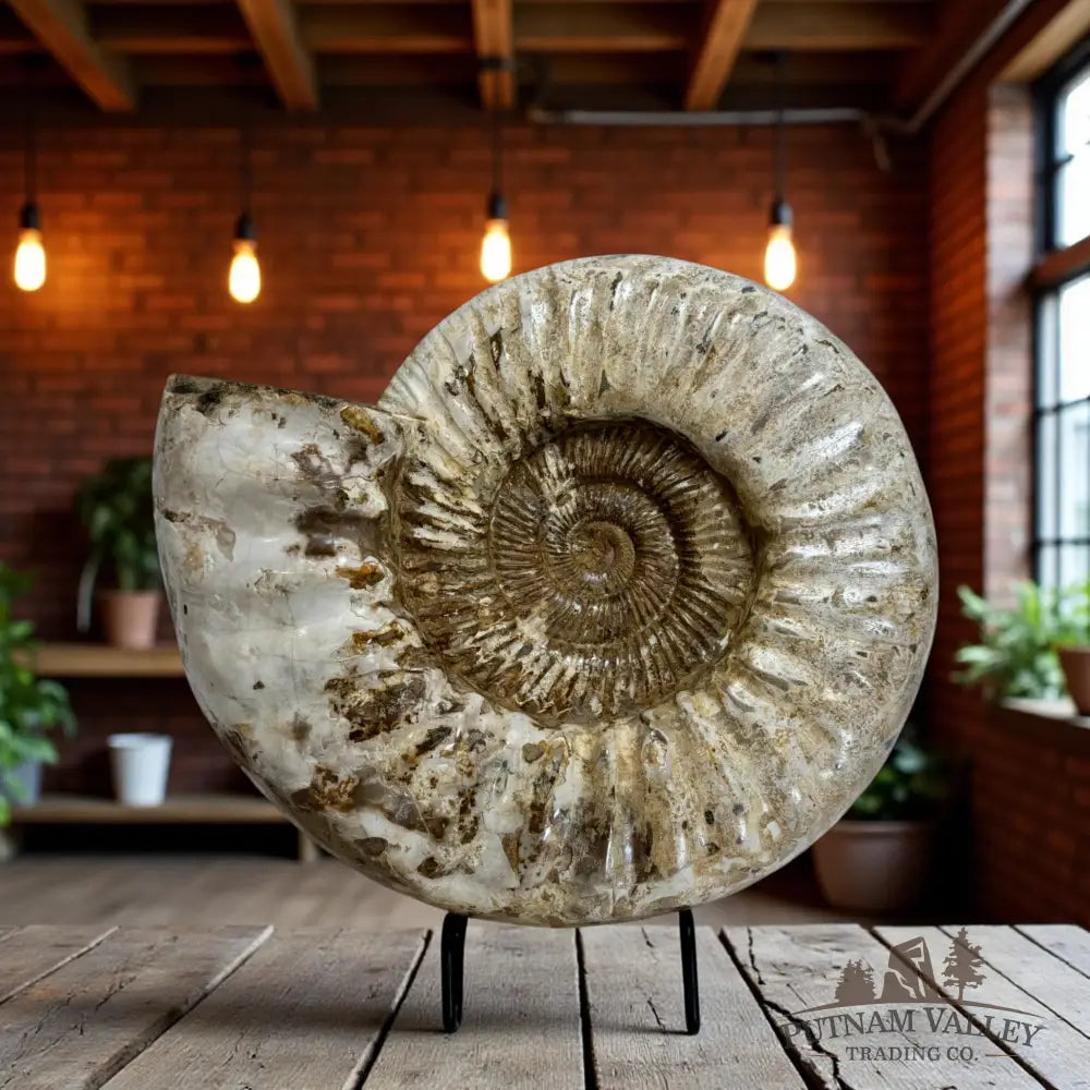 Jurassic Ammonite Fossil Fossil Specimen