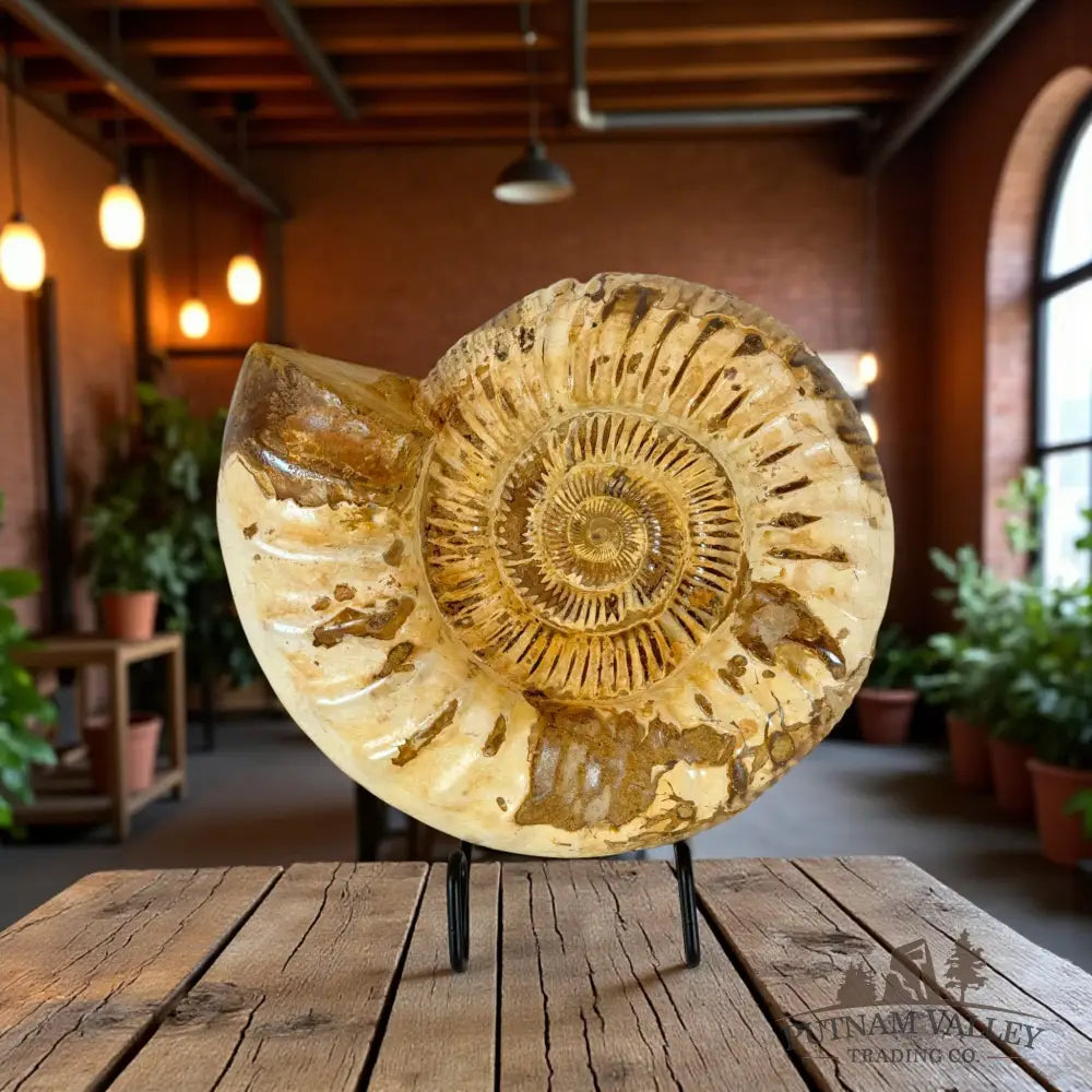 Jurassic Ammonite Fossil Fossil Specimen