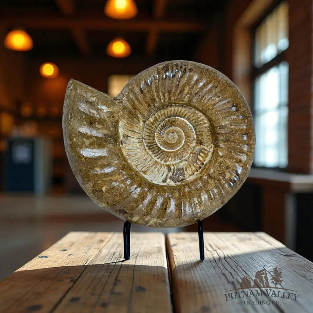 Jurassic Ammonite Fossil Fossil Specimen