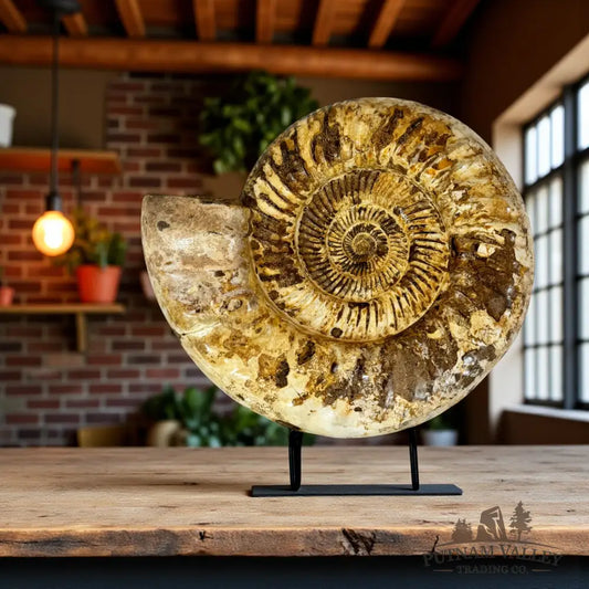 Jurassic Ammonite Fossil Fossil Specimen