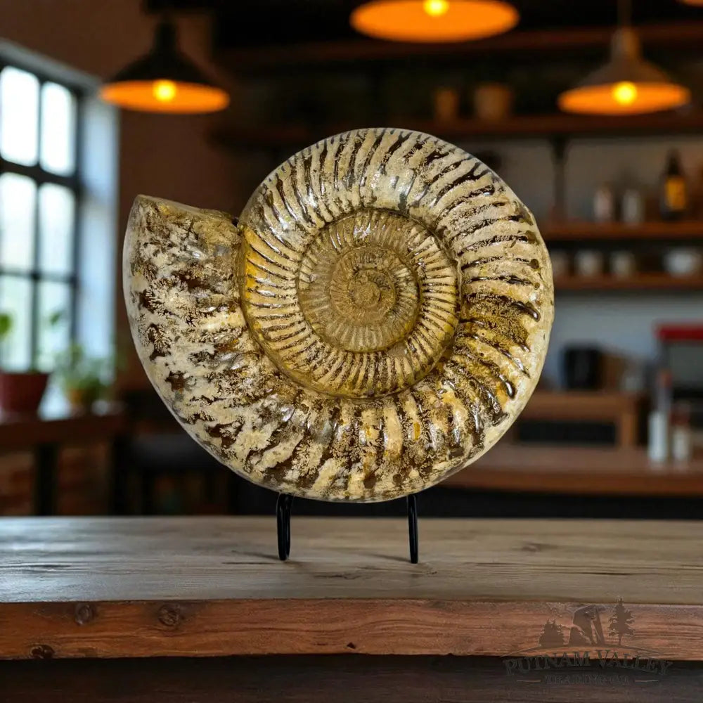 Jurassic Ammonite Fossil Fossil Specimen