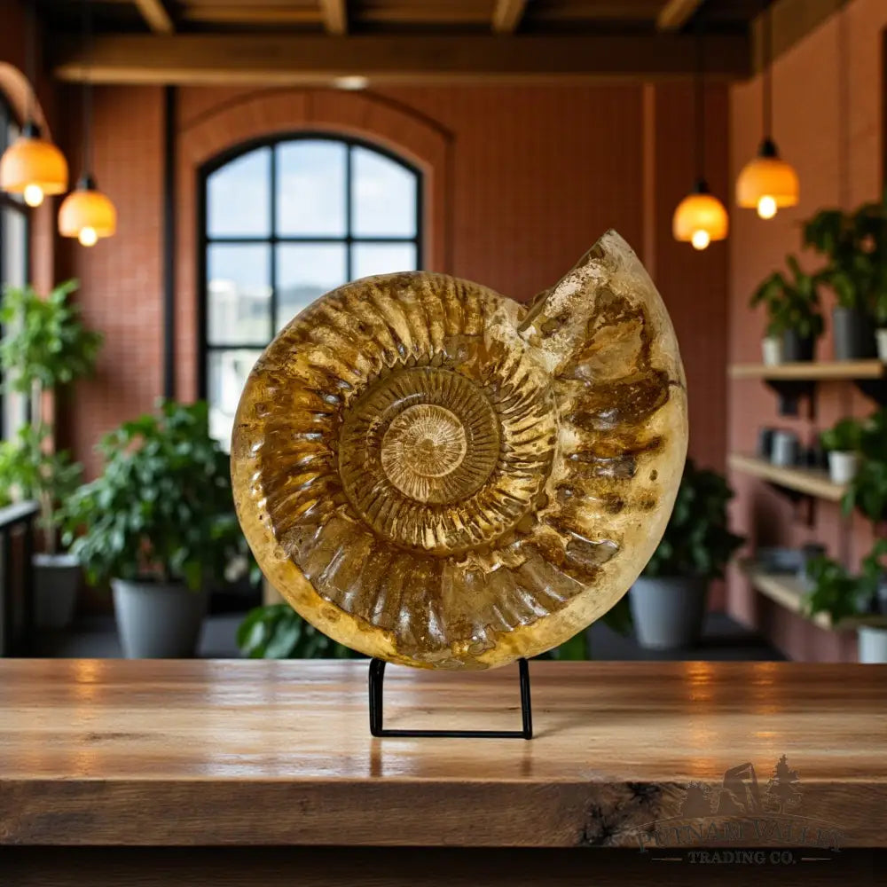 Jurassic Ammonite Fossil Fossil Specimen