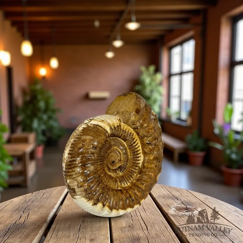 Jurassic Ammonite Fossil Fossil Specimen