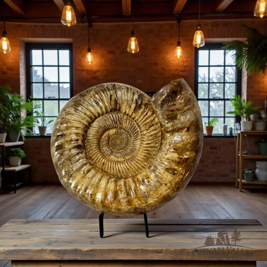 Jurassic Ammonite Fossil Fossil Specimen