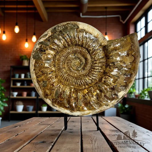 Jurassic Ammonite Fossil Fossil Specimen
