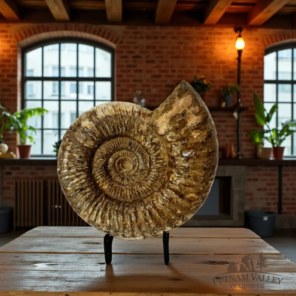 Jurassic Ammonite Fossil Fossil Specimen