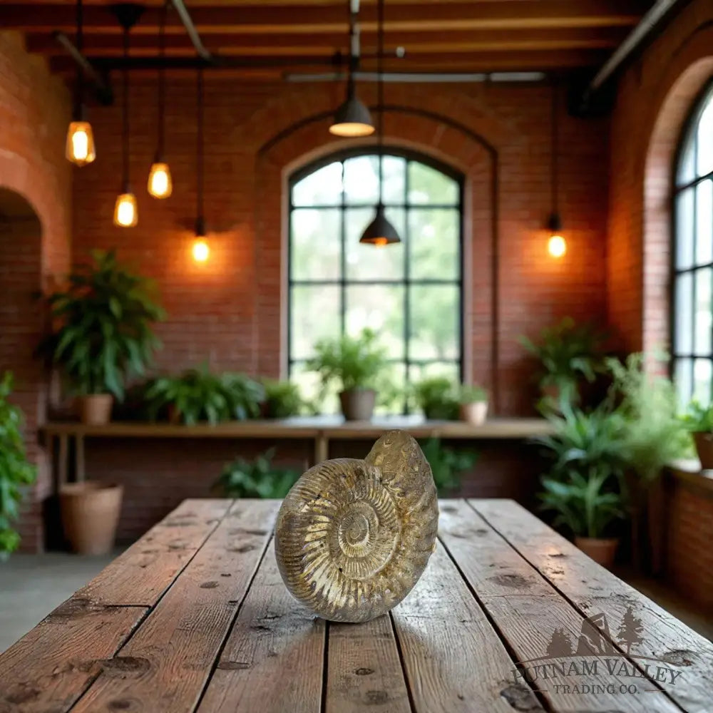 Jurassic Ammonite Fossil Fossil Specimen