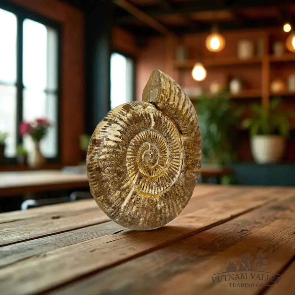 Jurassic Ammonite Fossil Fossil Specimen