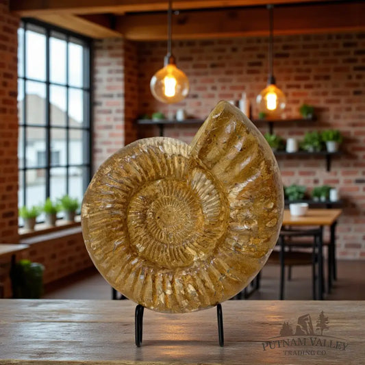 Jurassic Ammonite Fossil Fossil Specimen
