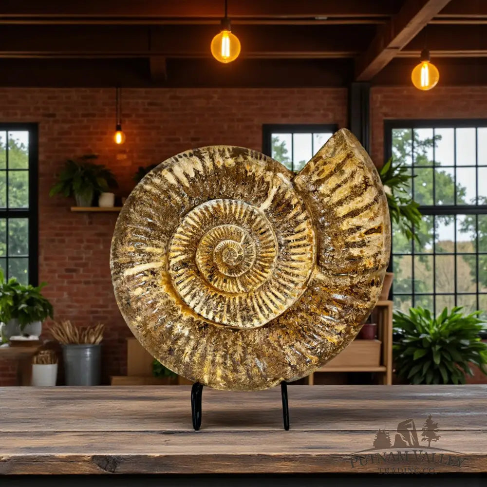 Jurassic Ammonite Fossil Fossil Specimen