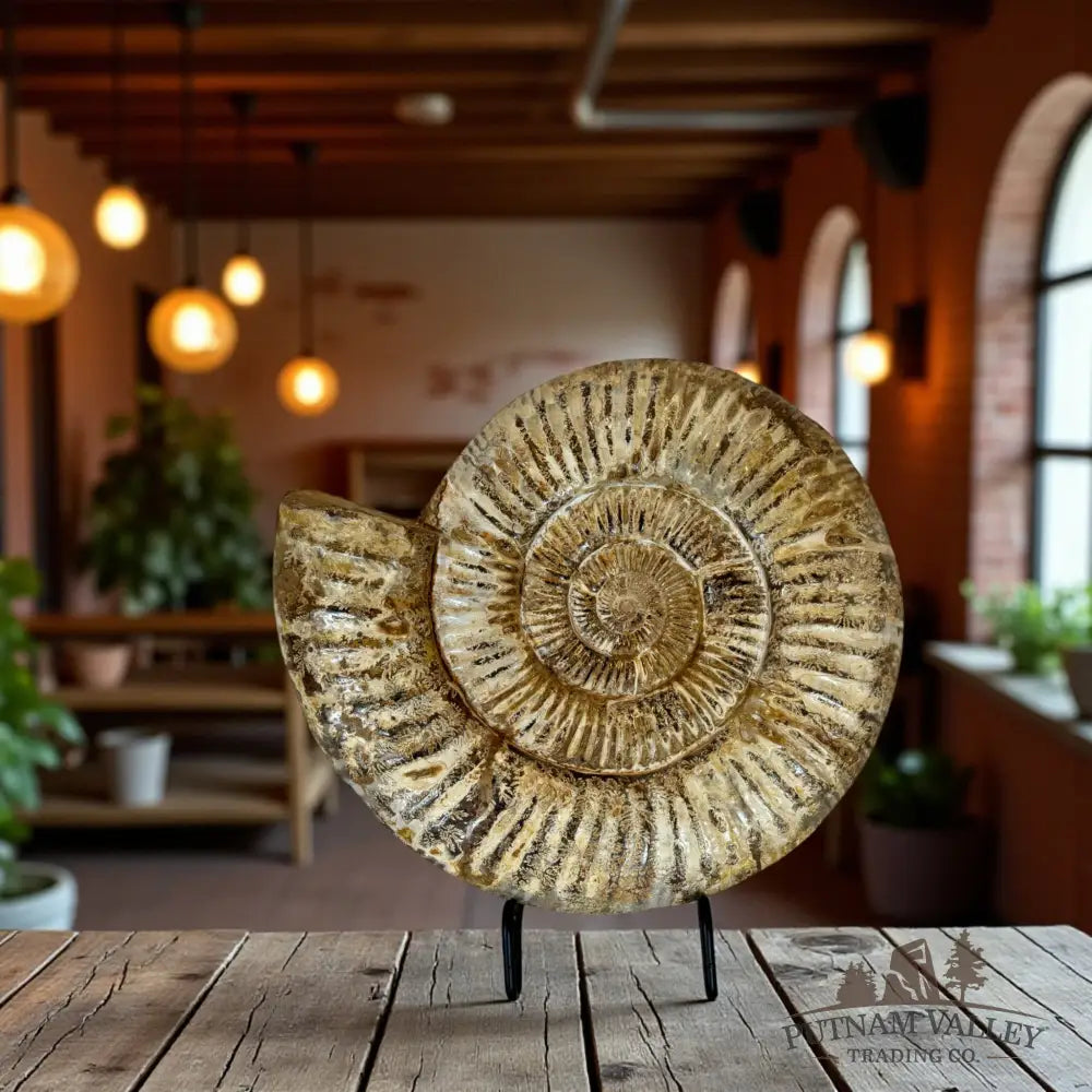 Jurassic Ammonite Fossil Fossil Specimen