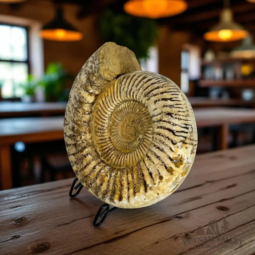 Jurassic Ammonite Fossil Fossil Specimen