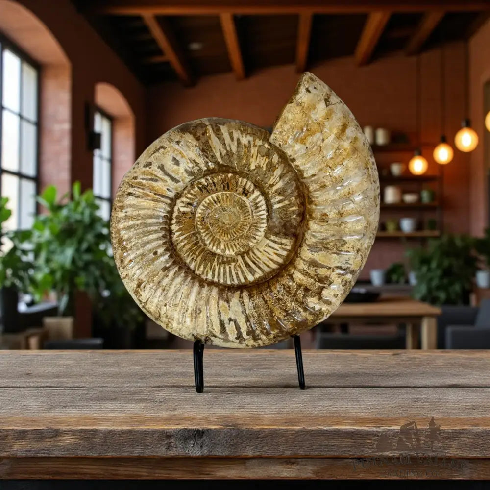 Jurassic Ammonite Fossil Fossil Specimen