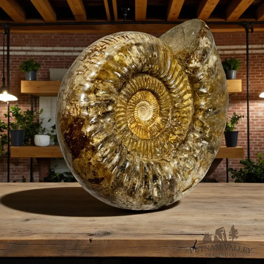 Jurassic Ammonite Fossil Fossil Specimen