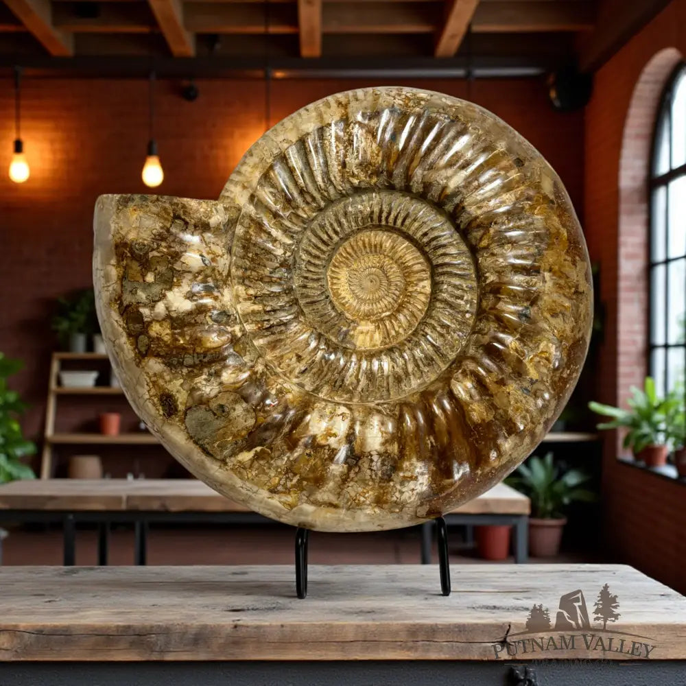 Jurassic Ammonite Fossil Fossil Specimen