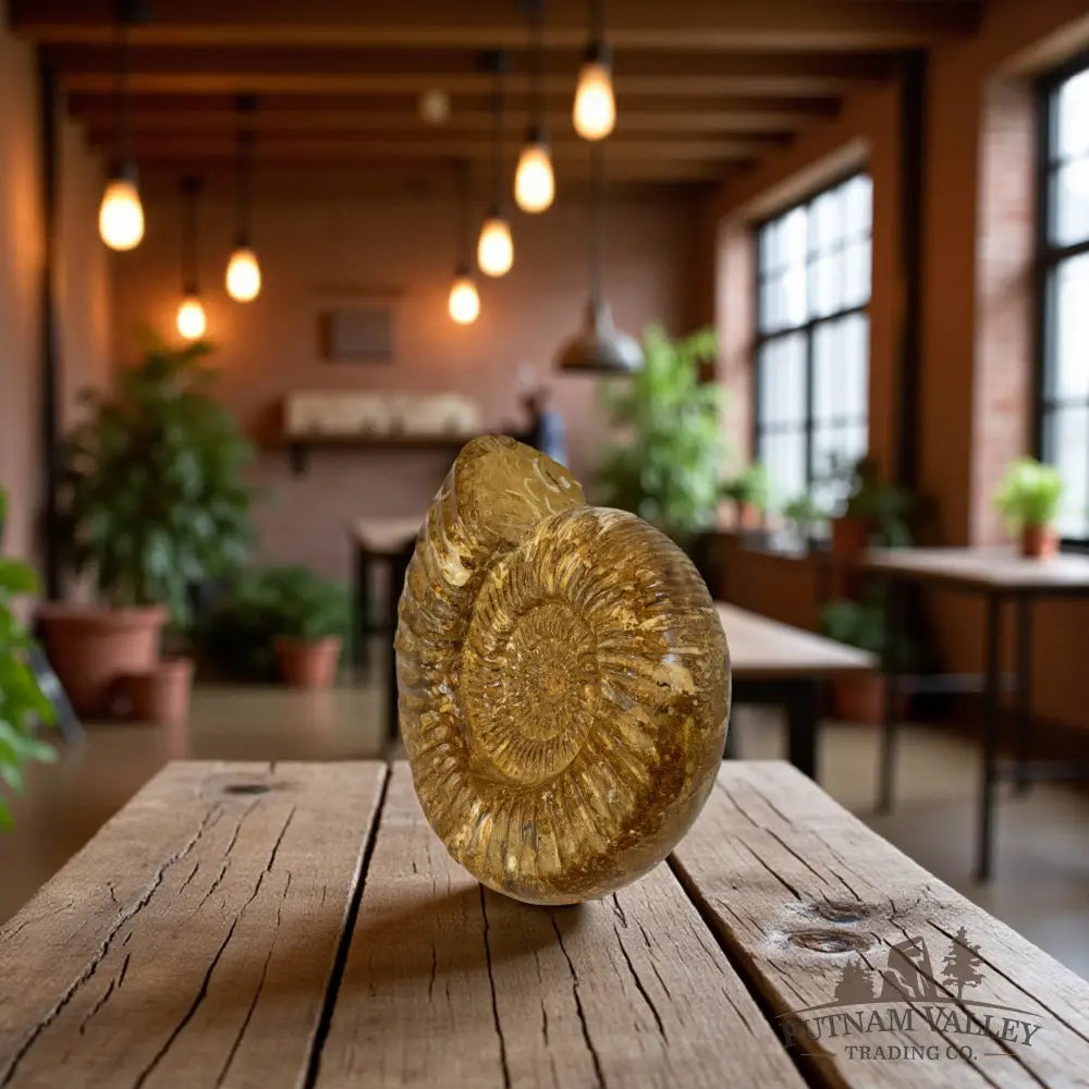 Jurassic Ammonite Fossil Fossil Specimen