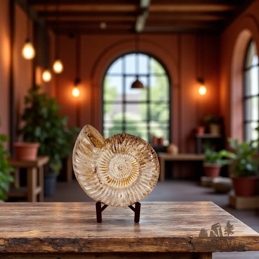 Jurassic Ammonite Fossil Fossil Specimen