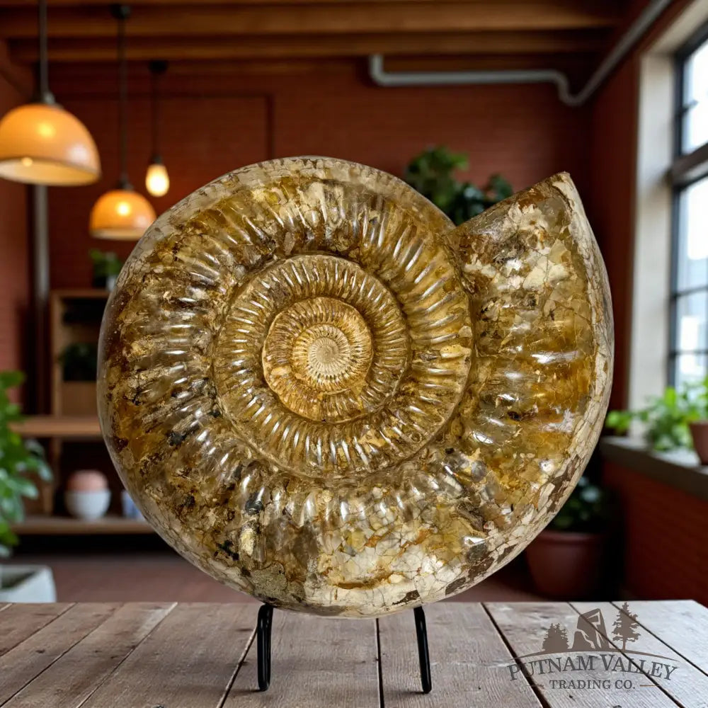 Jurassic Ammonite Fossil Fossil Specimen