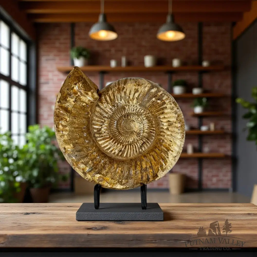 Jurassic Ammonite Fossil Fossil Specimen