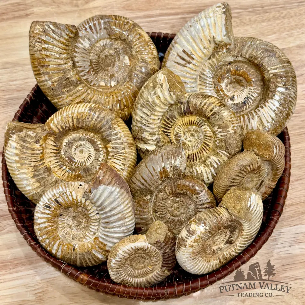 Jurassic Ammonite Fossils | In Select Sizes - Fossil Specimen