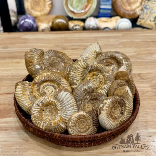 Jurassic Ammonite Fossils | In Select Sizes - Fossil Specimen
