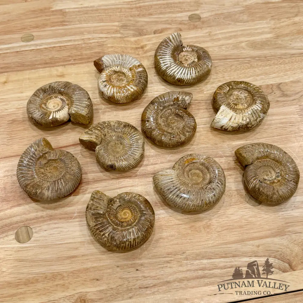 Jurassic Ammonite Fossils | In Select Sizes - Fossil Specimen