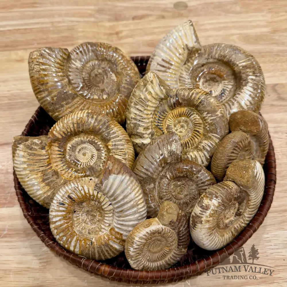 Jurassic Ammonite Fossils | In Select Sizes - Fossil Specimen