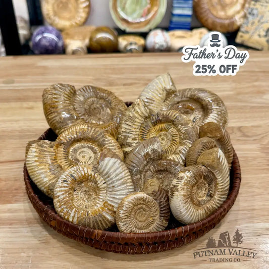 Jurassic Ammonite Fossils | In Select Sizes - Fossil Specimen