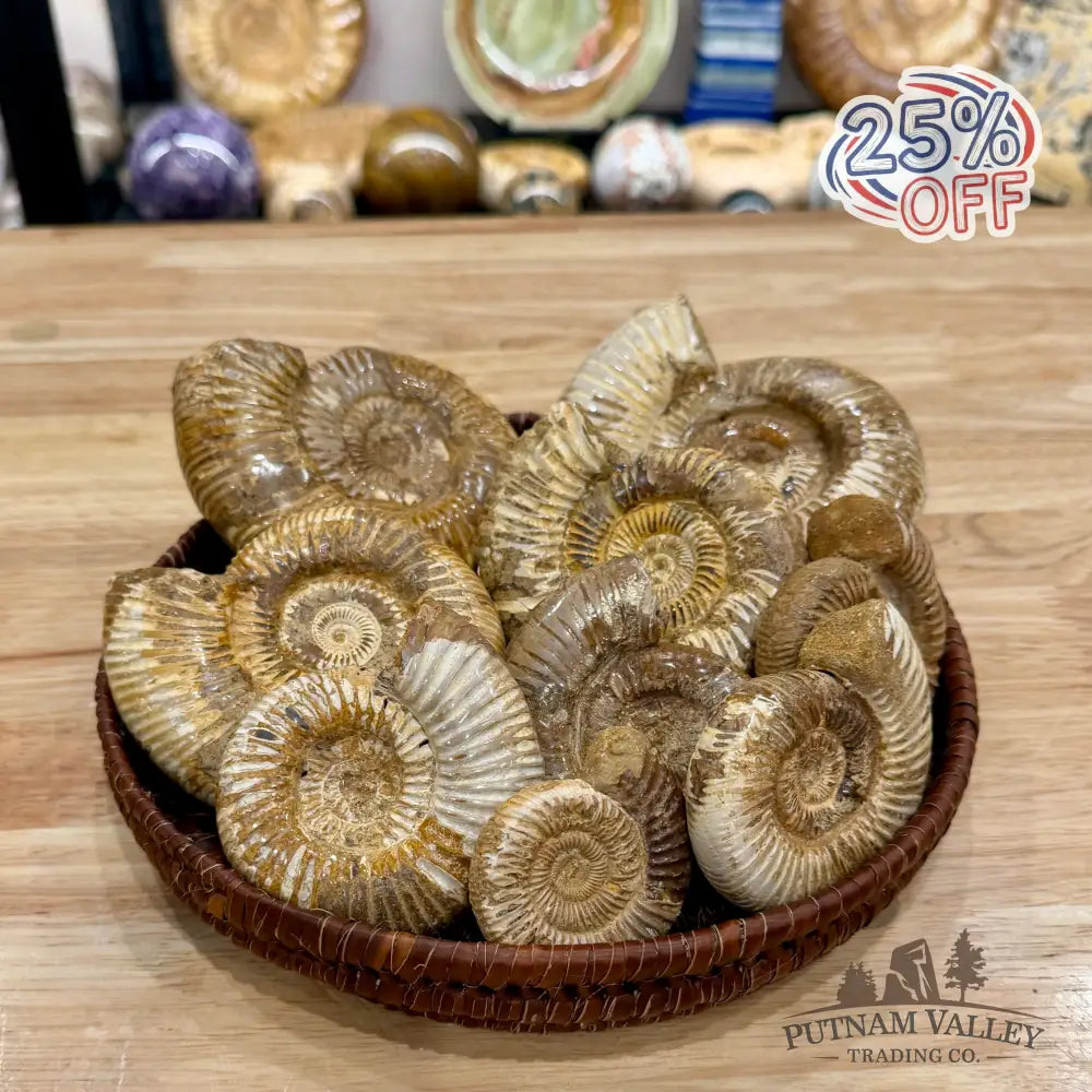 Jurassic Ammonite Fossils | In Select Sizes - Fossil Specimen