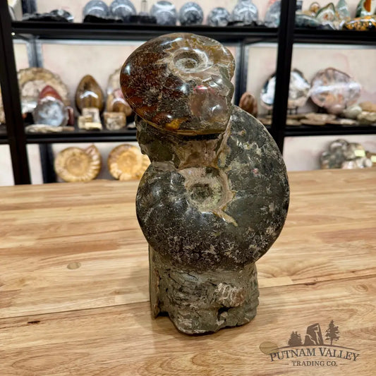 Large Moroccan Ammonite Cluster Sculpture 12’’ Fossil Sculpture