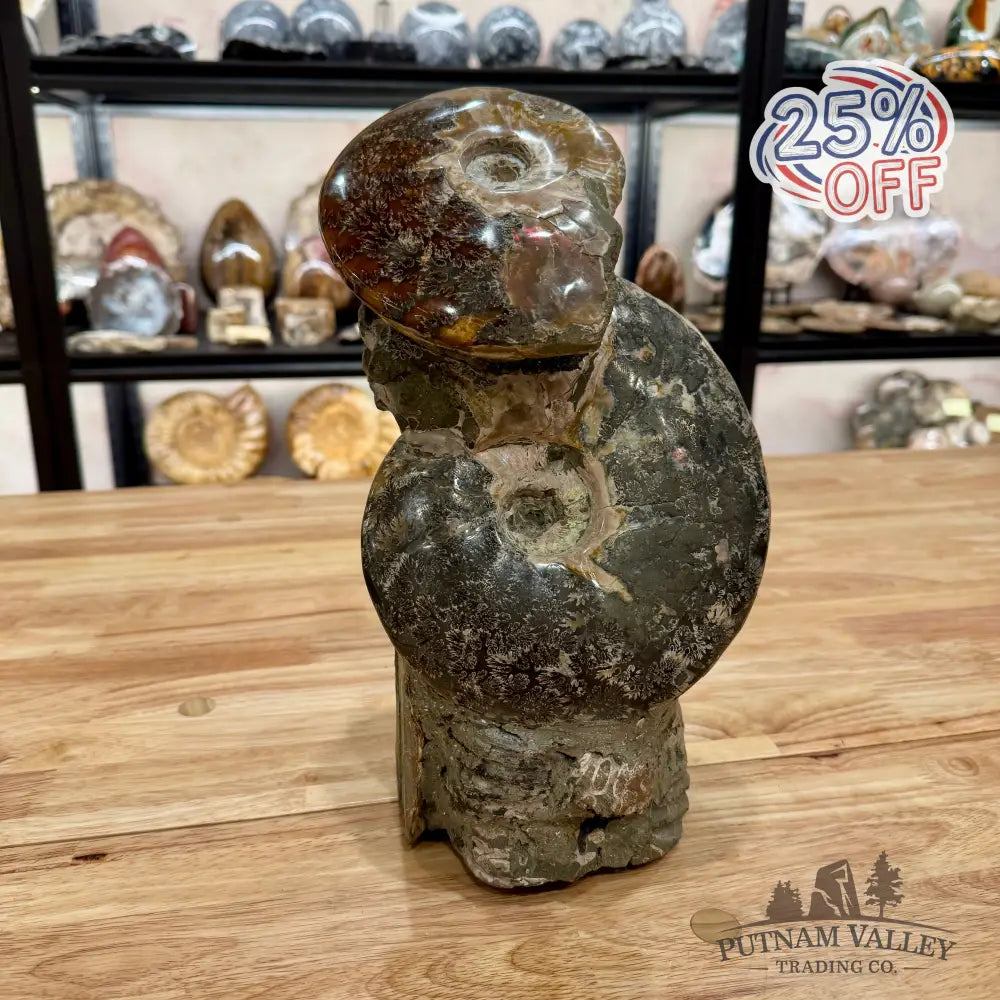 Large Moroccan Ammonite Cluster Sculpture 12’’ Fossil Sculpture