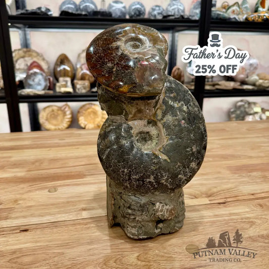 Large Moroccan Ammonite Cluster Sculpture 12’’ Fossil Sculpture