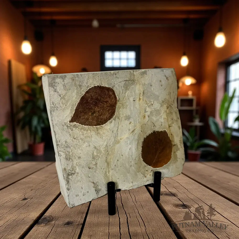 Leaf Fossils Fossil