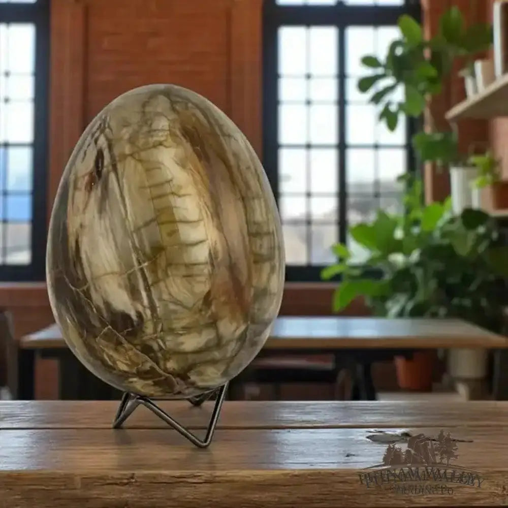 Madagascar Petrified Wood Egg 6.8’’ - Egg