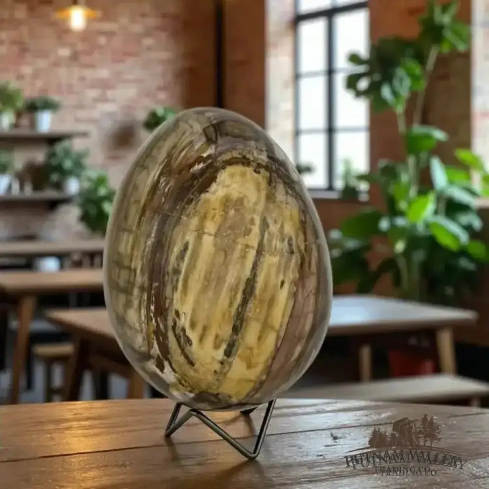 Madagascar Petrified Wood Egg 6.8’’ - Egg