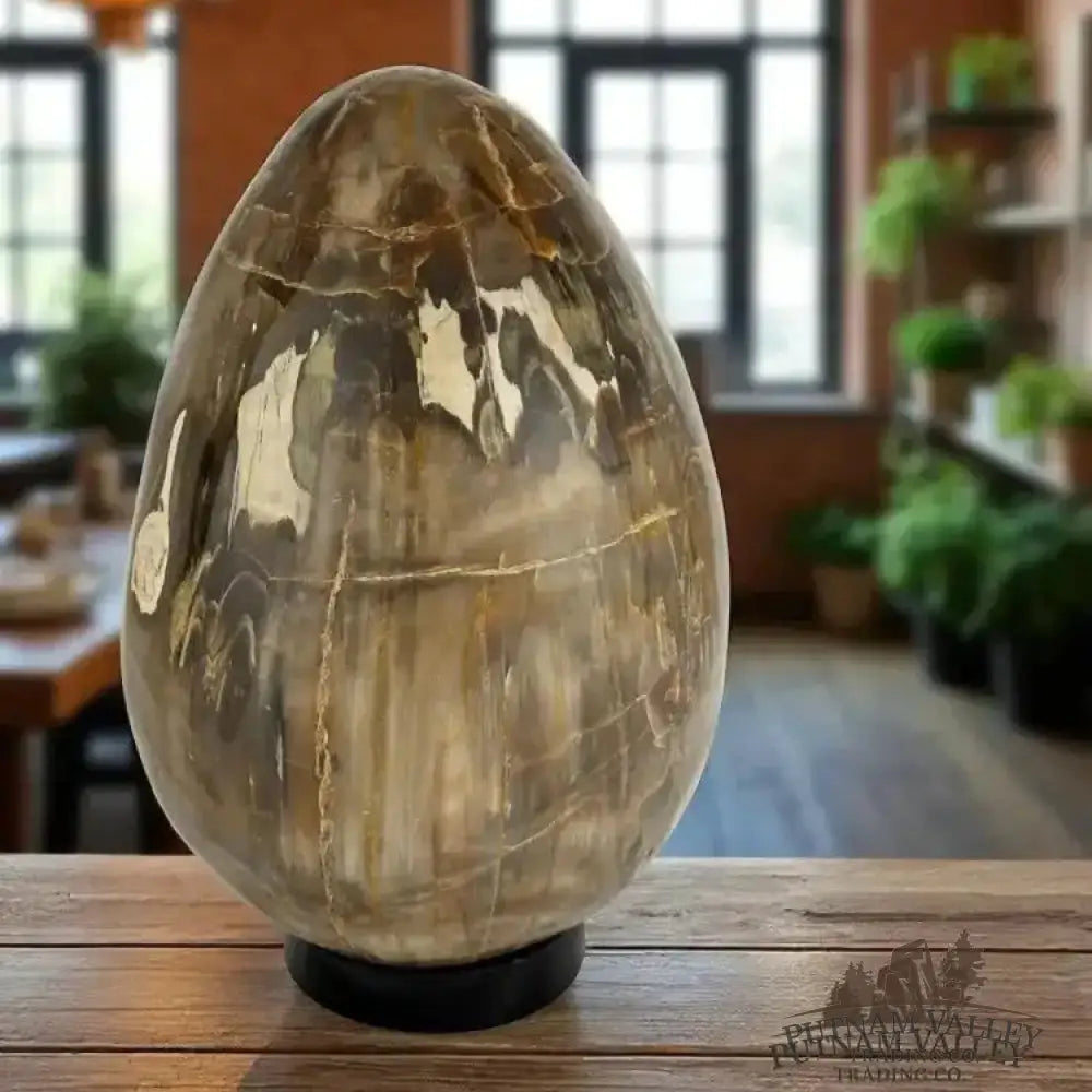 Madagascar Petrified Wood Egg 9.3’’ | 18lb - Egg