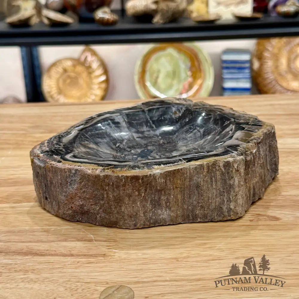 Madagascar Petrified Wood Rustic Bowl 7.5’’ - Bowl