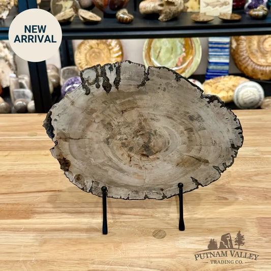 Madagascar Petrified Wood Slab 11.25’’ - Slab